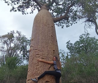 Abbracciare baobab in Madagascar