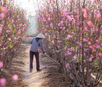 dried flower raw material
