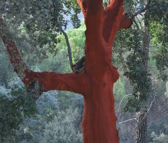 Foto van een gerooide kurkeik in Portugal.