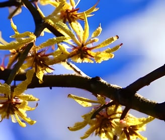 Witch hazel