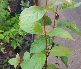 Buttonbush in 1# 3-quart June 2023