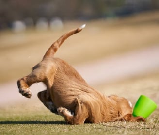 a dog is playing with a frisbee in the grass