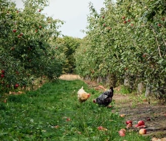 chickens in an apple orchard orchard orchard orchard orchard orchard orchard orchard orchard orchard orchard orchard