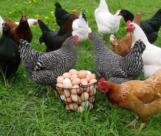 a group of chickens standing around a basket of eggs