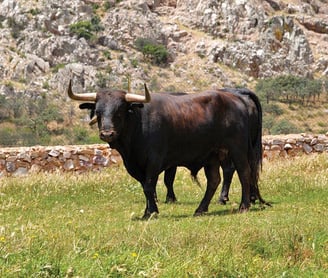 bull fighting