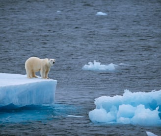 The polar bear on iceberg