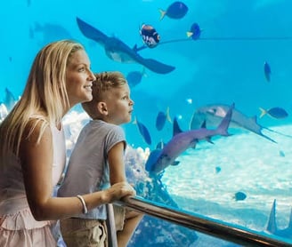Sea world and Dream World Gold Coast top5 tourist attraction in gold coast