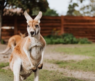 Currumbin Wildlife Sanctuary Top 5 tourist attraction kangaroo
