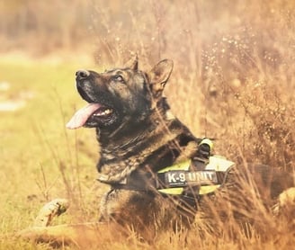 German Shepherds best loyal guard dog in the world