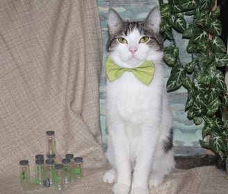 One of our domestic cats