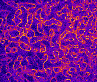 A confocal image of a bijel