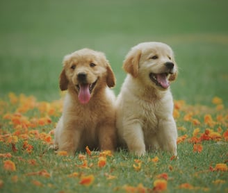 two goldendoodle dogs sitting on the grass with flowers