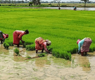 Rice Cultivation
