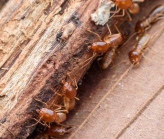 termite treatment - termite removal