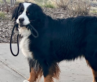 Bernese Moutain Dog carrying leash
