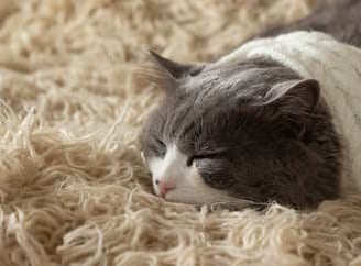 cat lying on deep shag pile carpet