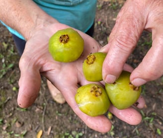 a person holding a bunch of green apples