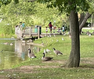 A day at the park