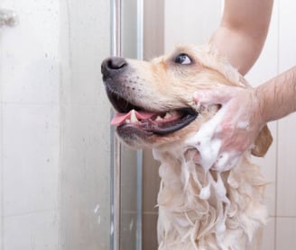 Clean in a shower. Dogs shake!