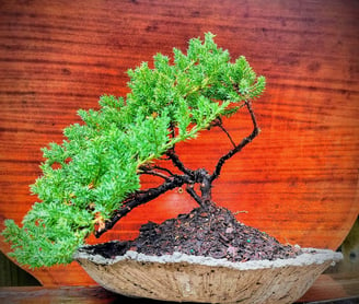 1 Juniper bonsai tree in front of wood grain