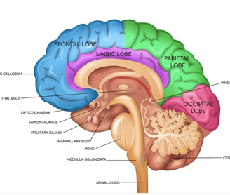 Anatomy of brain in colored image