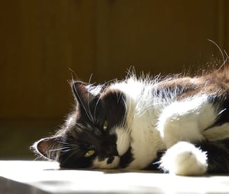 Onyx, the Cutest