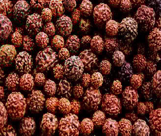 Power of Rudraksha