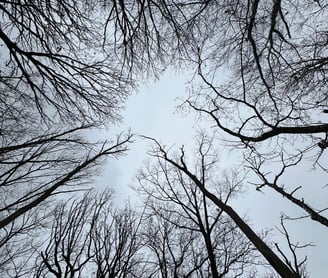 Nature Divine Peace