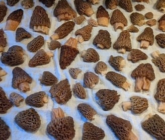 Morel mushrooms drying