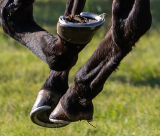 Galloping horse's hooves