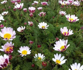 Une photo de fleurs de Pyrèthre d'Afrique
