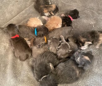 Polydactyl kittens