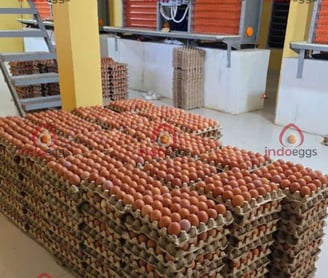 a large pile of eggs in a warehouse, collect eggs in close house cages