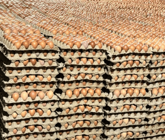 a bunch of eggs in a carton with eggs