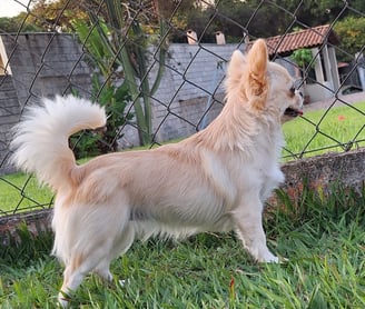 canil de chihuahua
