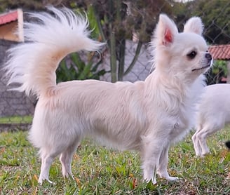 filhote de chihuahua