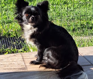 criador de chihuahua