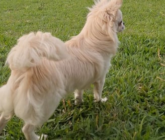chihuahua filhote