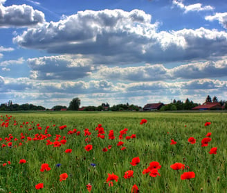 a field with red poppies and clouds