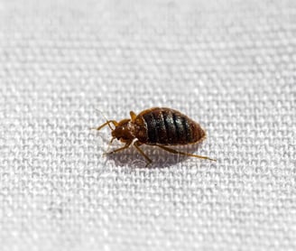 bedbugs