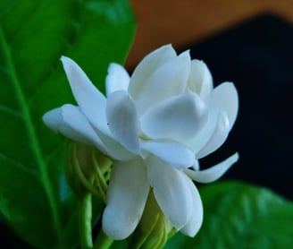 Flower of Arabian Jasmine