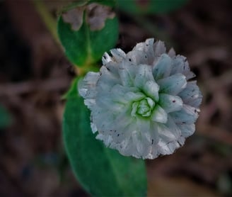 Eclipta alba-