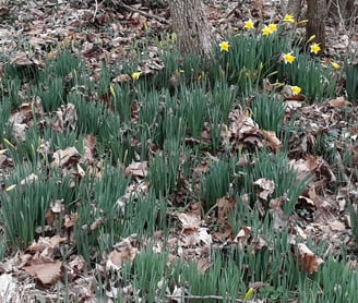 marchlillies walk