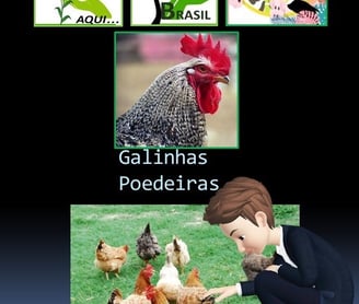 Galinhas Poedeiras