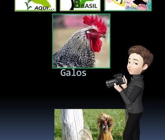 Galos Ornamentais