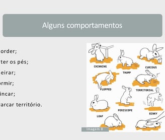 Comportamento dos coelhos