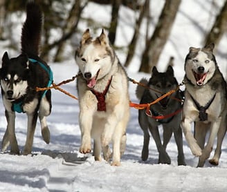 dog sledding