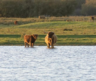  vaches Highland Cattle dans le marais du Crotoy.