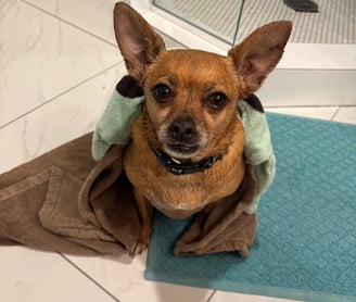 Dog getting a bath from coming in from the garden