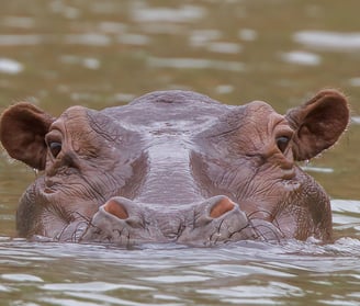 Hippo: Majestic Giant of the Water The hippopotamus is a fascinating creature, known for its massive